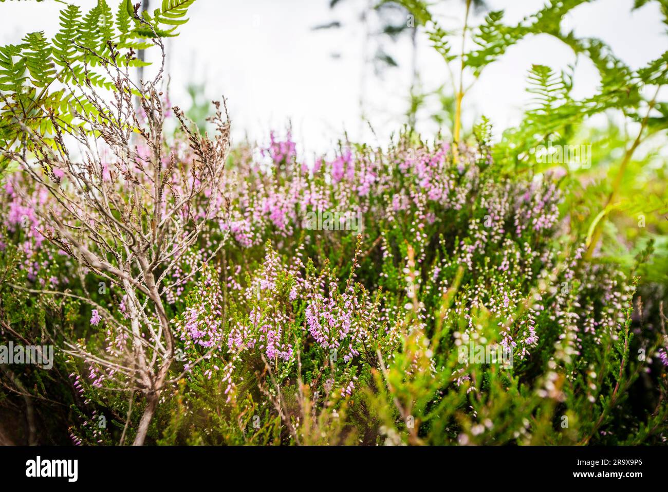 Heather in blooming violet colors on a field in the summer Stock Photo