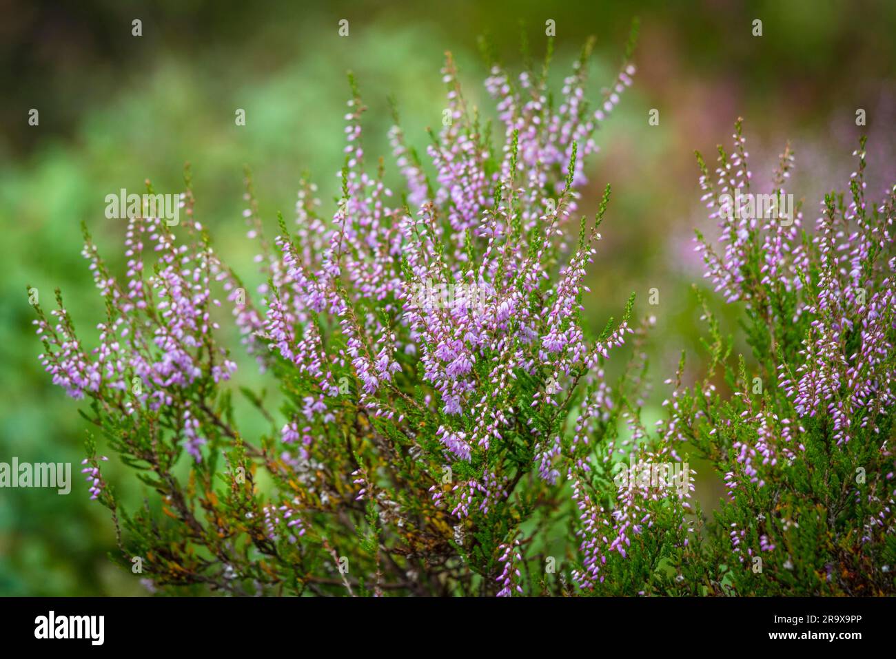 Heather plant in wild nature in the summer on a green blurry background Stock Photo
