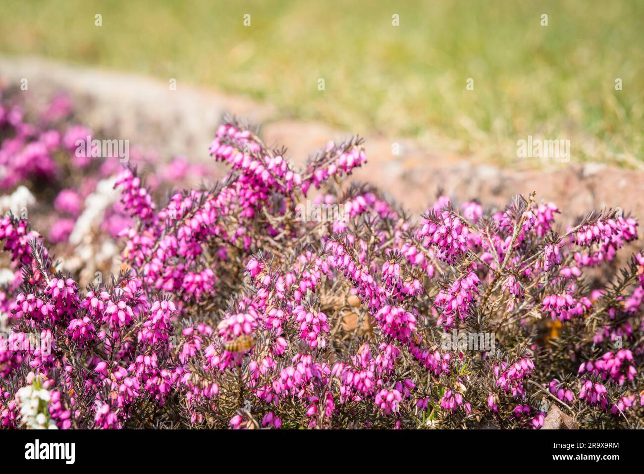 Wild heather in vibrant purple colors on a meadow in the summer Stock Photo