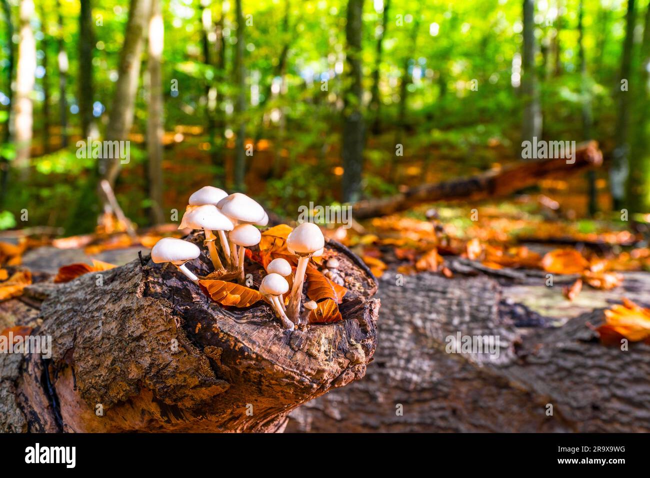 Group of white mushrooms on a wooden log in the forest at springtime Stock Photo