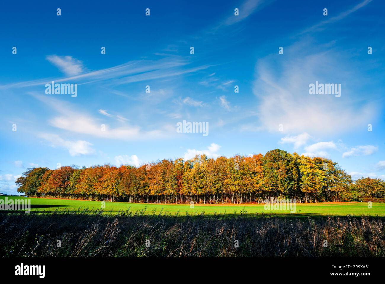 Small forest in autumn colors on a green meadow under a blue sky Stock Photo