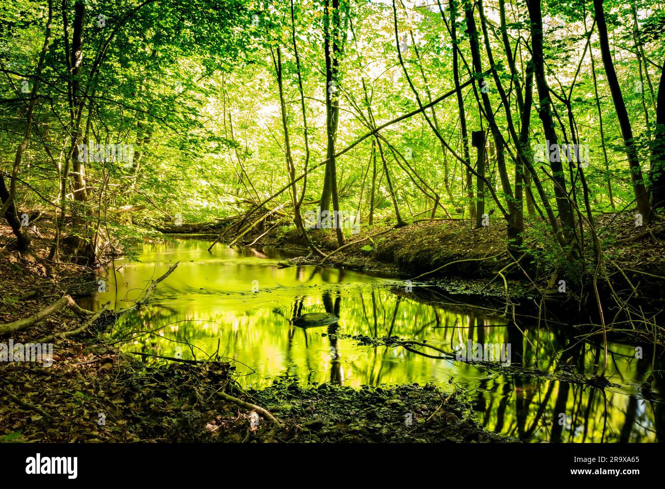 River with green color reflecting from the trees in the spring Stock ...