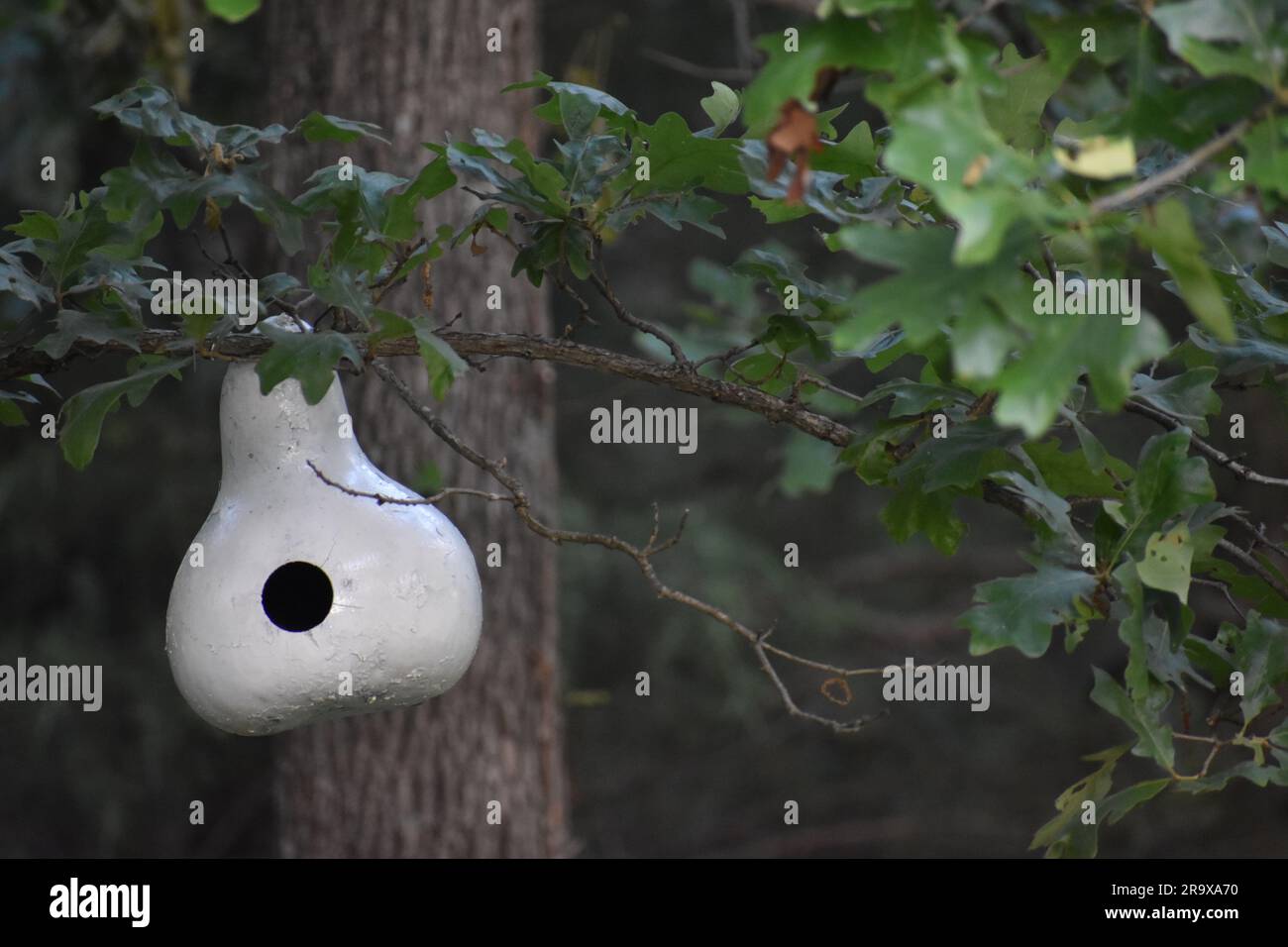 A gourd that has been hollowed out, painted, and hung up in an oak tree for use as a bird house.  Bright white against a dark background. Stock Photo