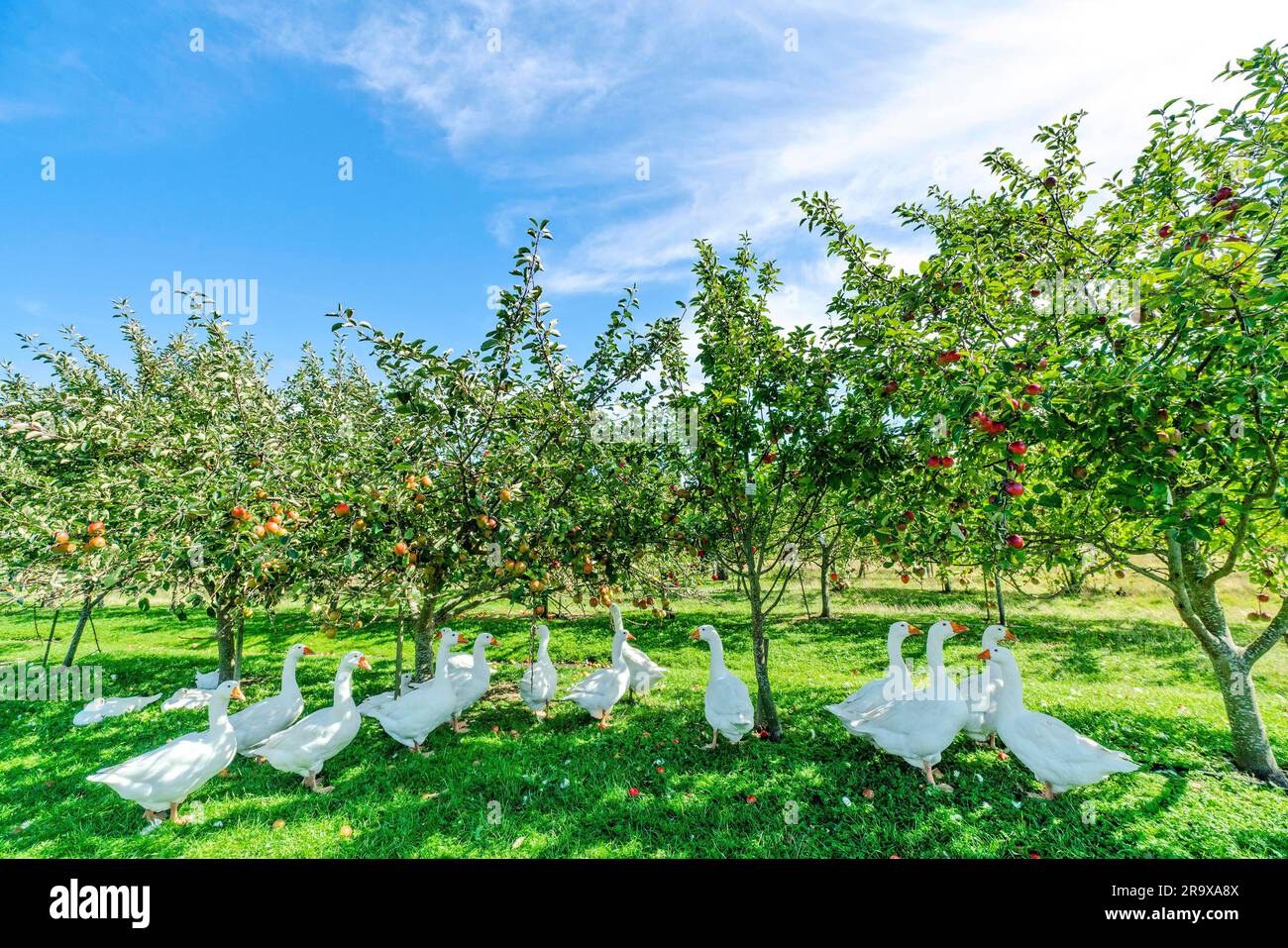 Geese under apple trees in a rural environment in the summer Stock Photo