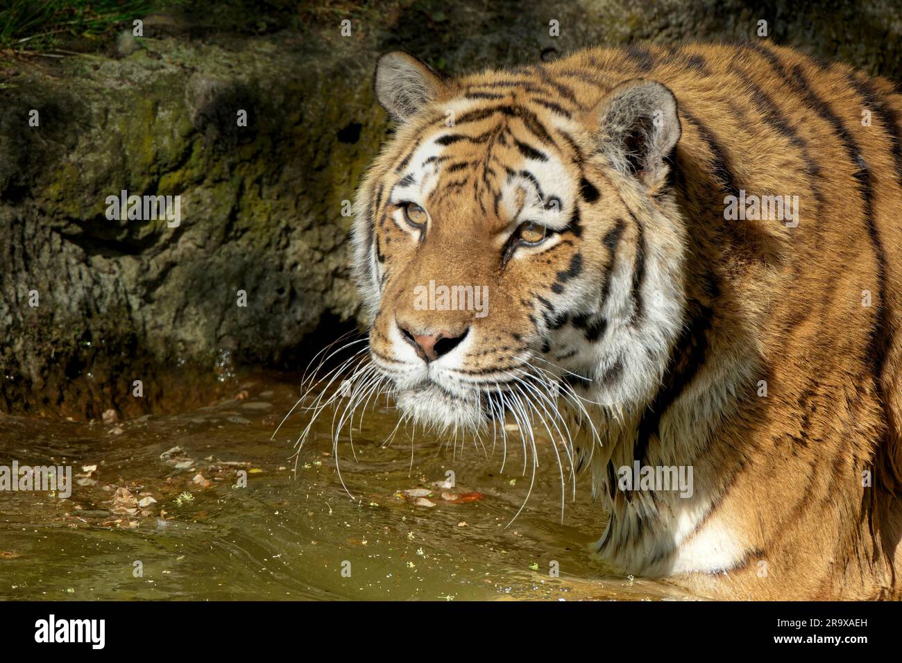 Siberian tiger (Panthera tigris altaica) or Amur tiger, animal portrait, captive, occurrence river basin of Amur and Ussuri, Russia Stock Photo