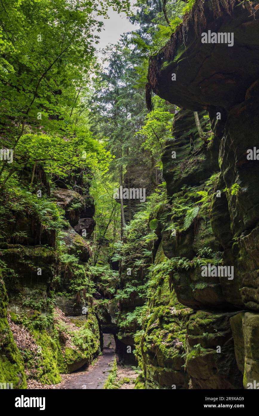 Rock gate in Uttewalder Grund on the Painter's Path through Saxon Switzerland. Lohmen/Stadt Wehlen, Germany. Utterwald rock gate. Elbe Sandstone Mountains. National Park Saxon Switzerland. Motif and place of inspiration of the painter Caspar David Friedrich in the 19th century Stock Photo