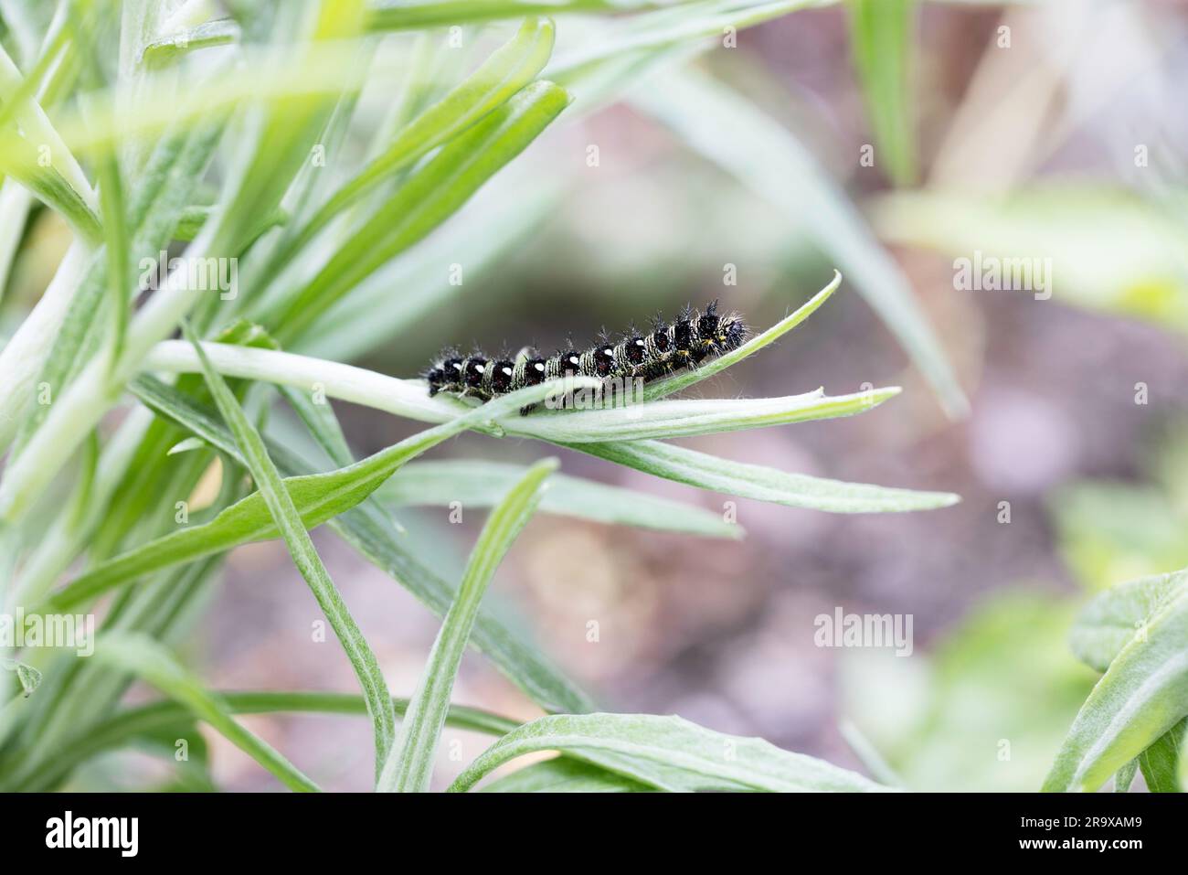 Painted lady catepillar on pearly everlasting leaf. Stock Photo