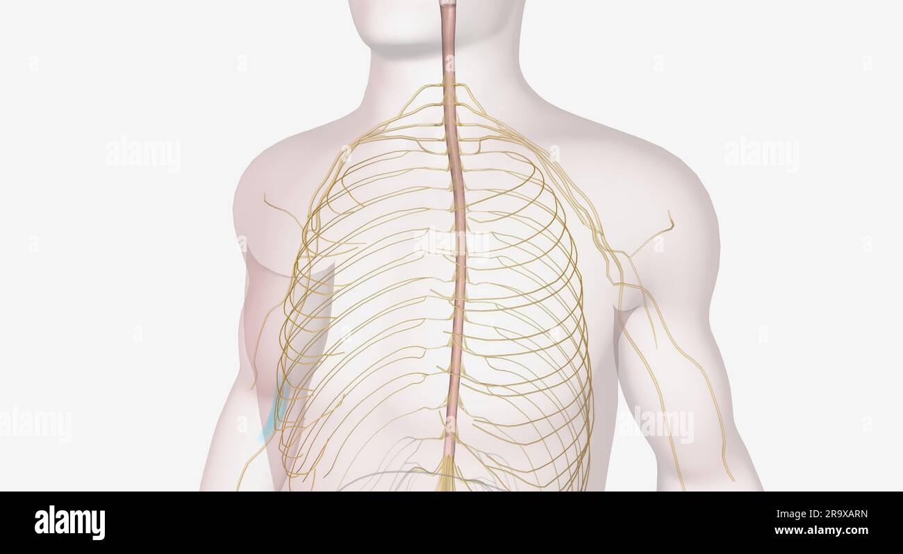 For communication between cells, electrical signals are often converted