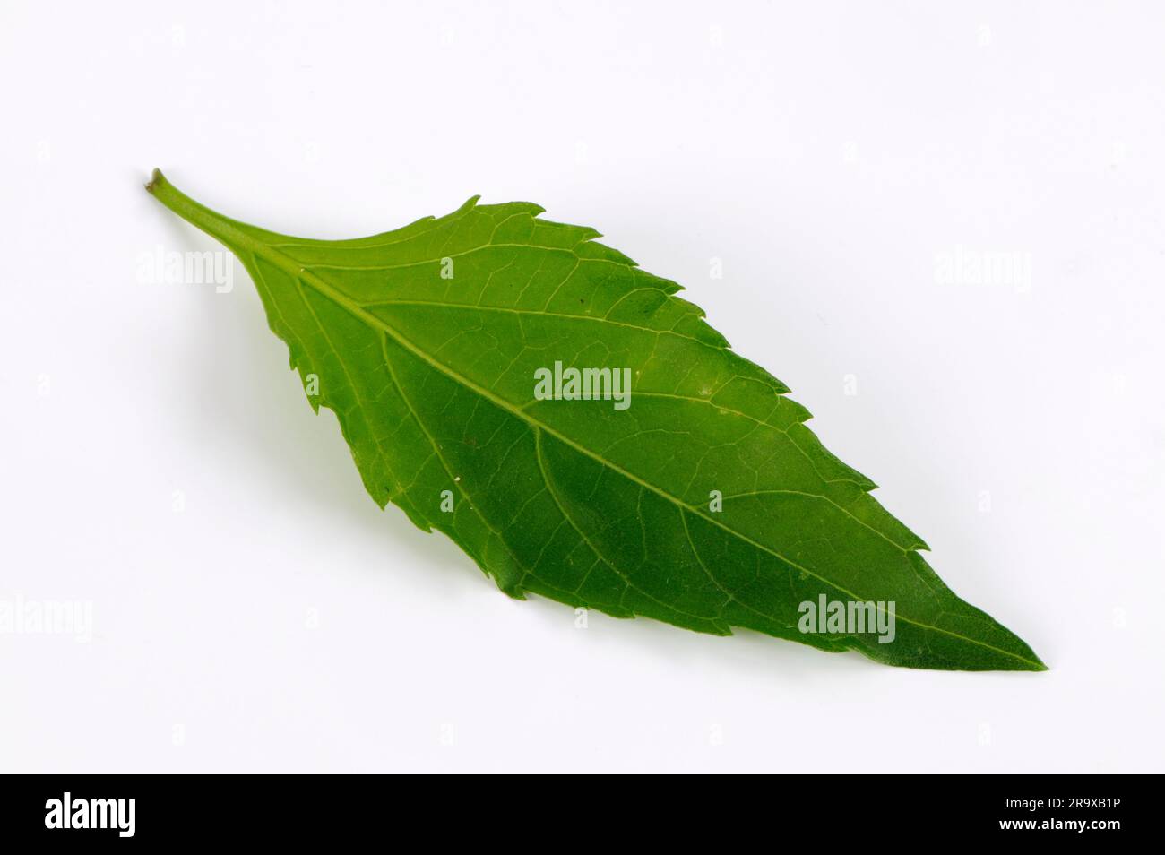 Basil 'Green Pepper' (Ocimum selloi) Stock Photo