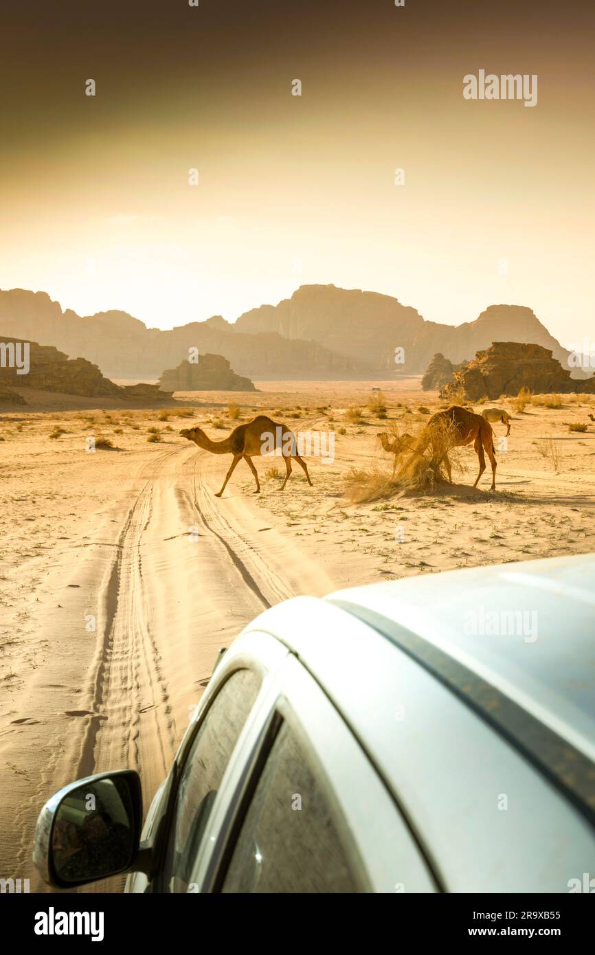 wadi rum desert in jordan, wandering camels Stock Photo