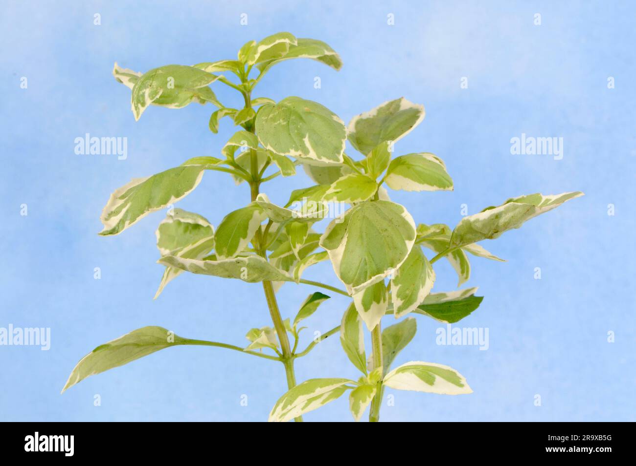 Basil pesto perpetuo hi-res stock photography and images - Alamy