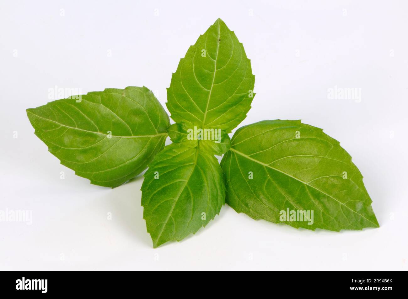Basil 'Mammoth' (Ocimum basil Stock Photo Alamy