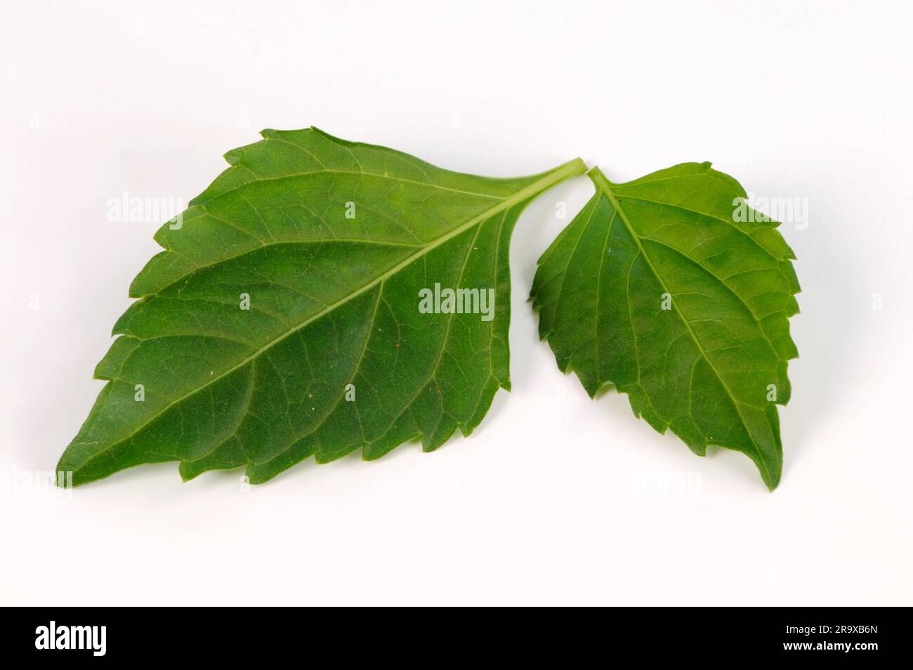Seloi Basil 'Green Pepper' (Ocimum selloi Stock Photo - Alamy