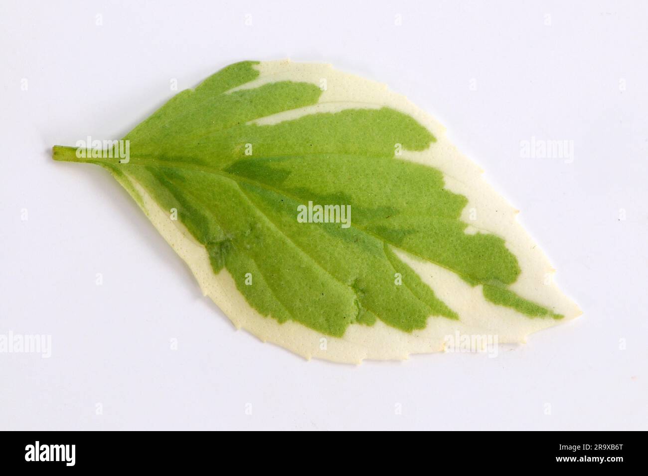Basil pesto perpetuo hi-res stock photography and images - Alamy