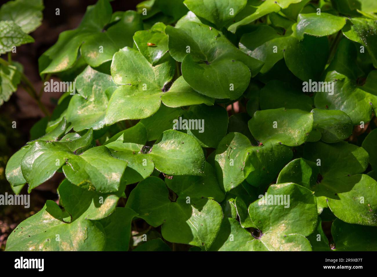 round leaves of the first spring flowers Hepatica nobilis on a black forest ground. Stock Photo
