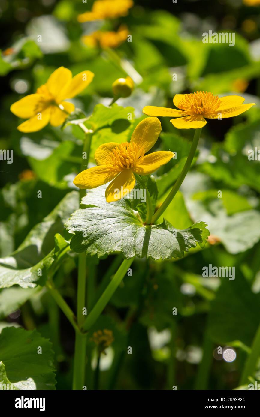 Marigold: Check in Buttercup Marigold: Check in Buttercup
