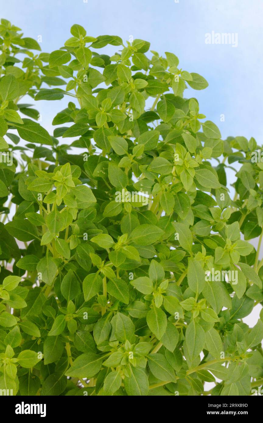 Basil 'Piccolino' (Ocimum ssp.) Stock Photo