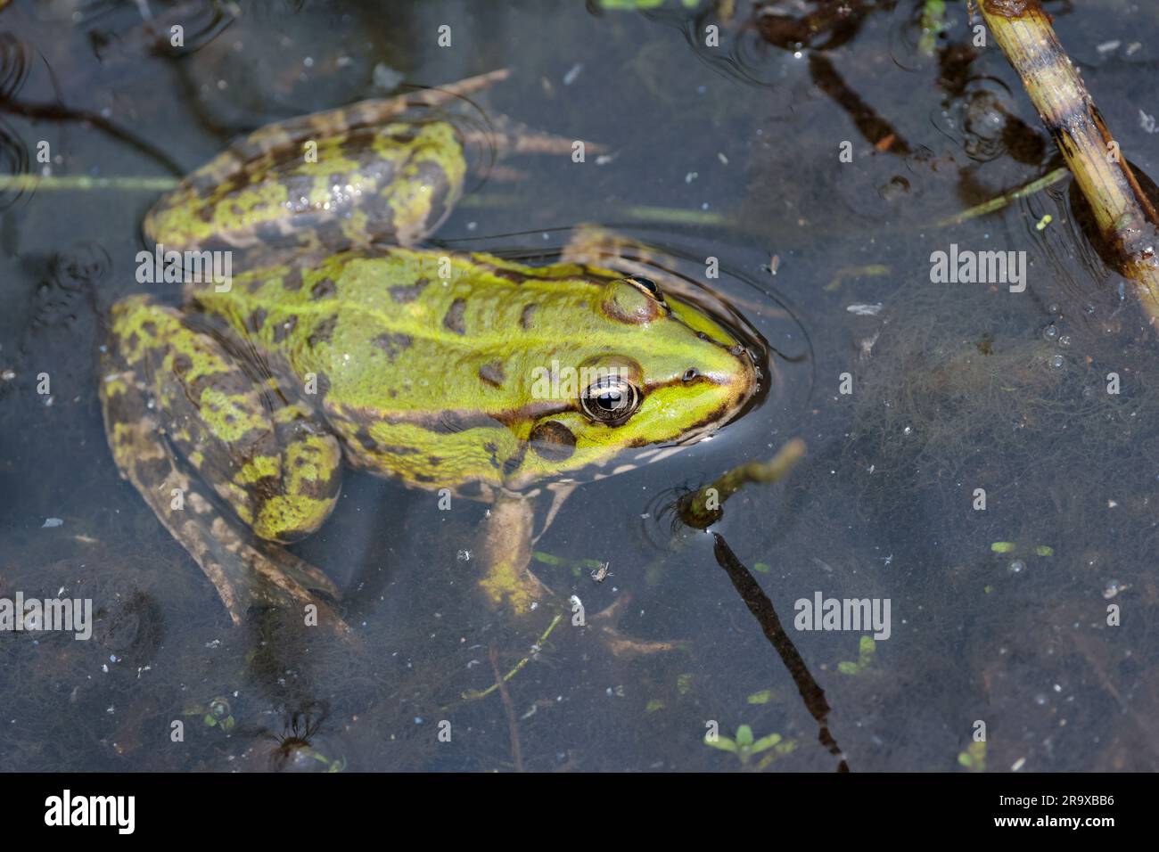 Marsh frog Rana ridibunda, greenish with dark blotches on body and legs pointed face eyes close together yellowish green stripe in centre along back Stock Photo