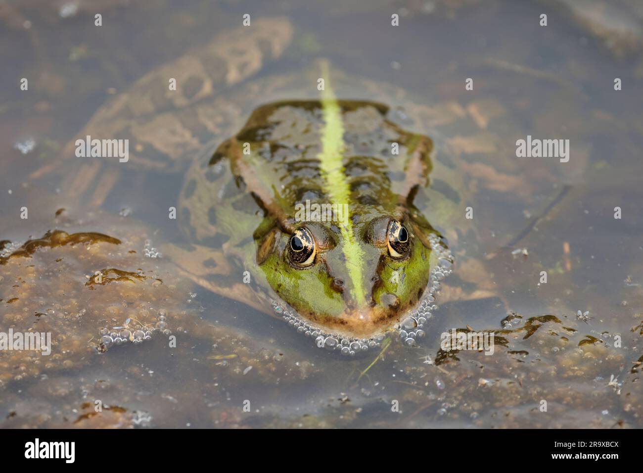 Marsh frog Rana ridibunda, greenish with dark blotches on body and legs pointed face eyes close together yellowish green stripe in centre along back Stock Photo