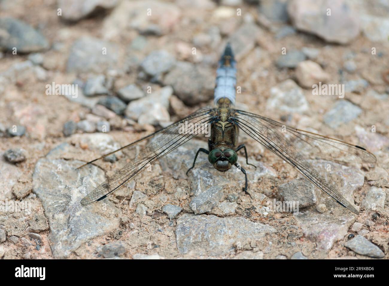 Black tailed skimmer Orthetrum cancellatum, Male dragonfly with blue tapering abdomen that darkens near the tip libelllulidae family has clear wings Stock Photo