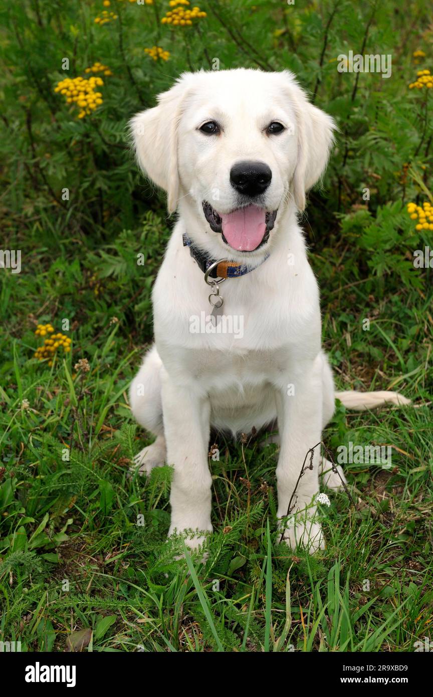 Golden Retriever, puppy, 4 months, collar Stock Photo Alamy