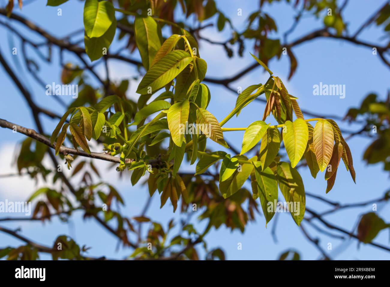 Walnut twig in spring, Walnut tree leaves and catkins close up. Walnut