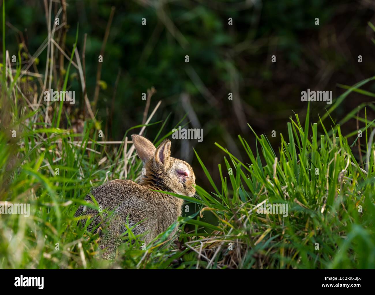 Wild rabbit sitting in grass with viral myxomatosis disease with ...