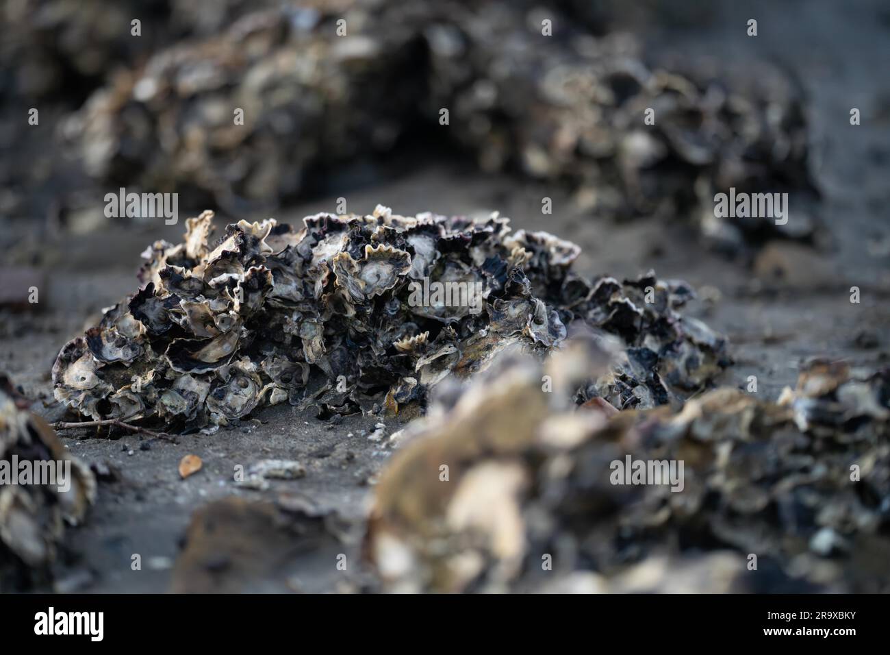 oysters on rocks on the beach in australia in tasmania Stock Photo Alamy