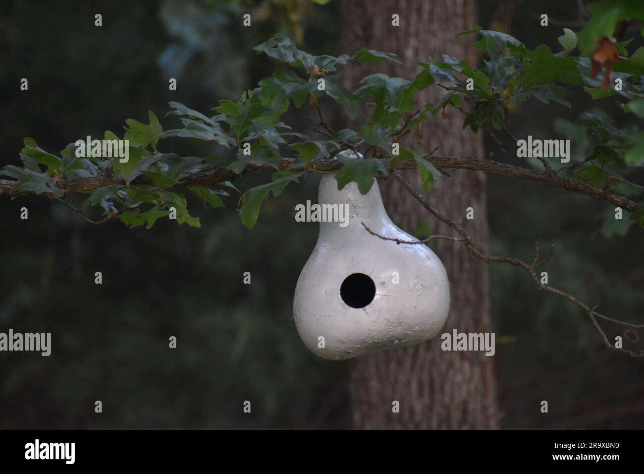 A gourd that has been hollowed out, painted white, and hung up in an oak tree for use as a bird house. Bright white against a dark background. Stock Photo
