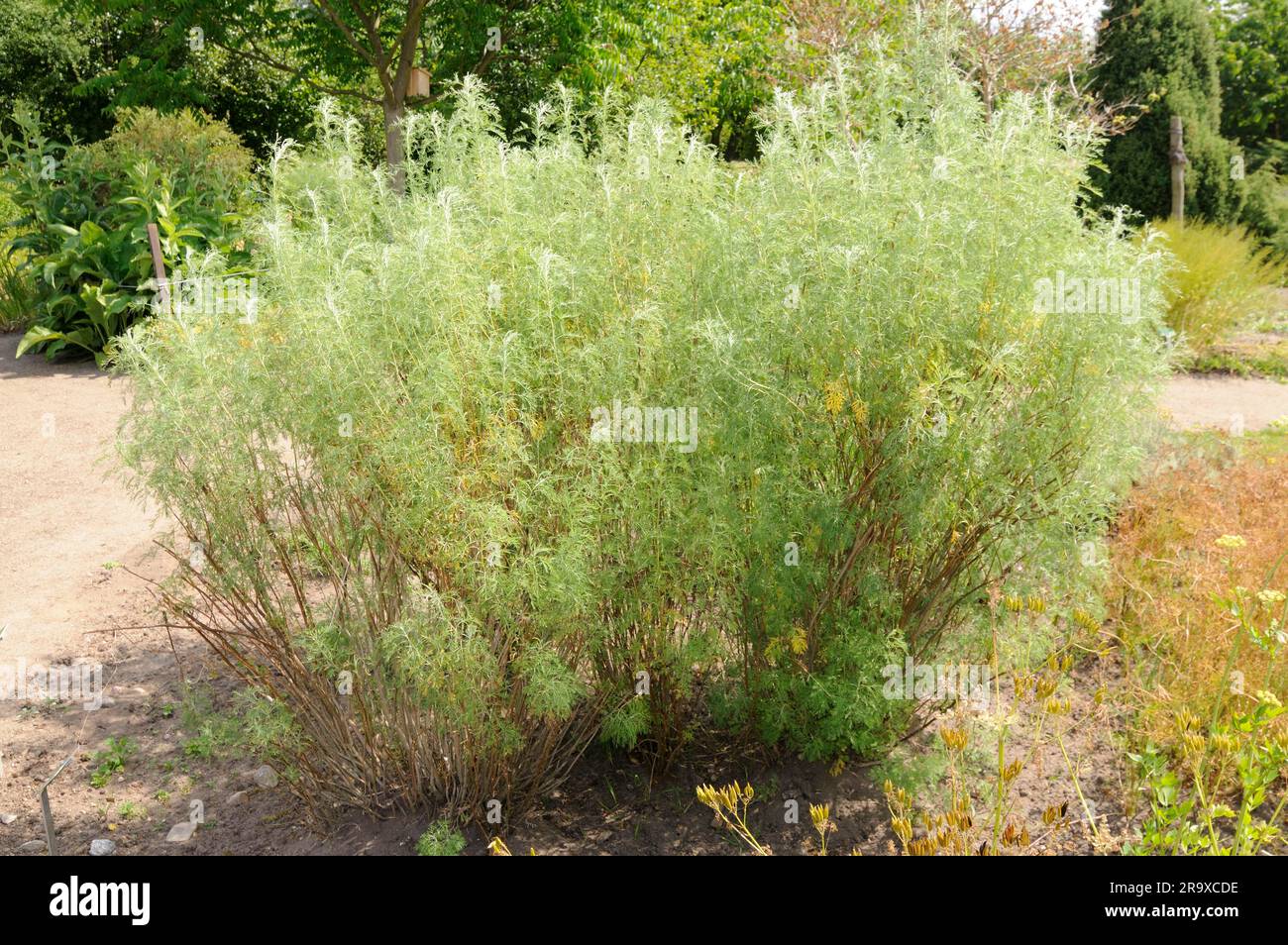 Artemisia abrotanum (Artemisia abrotanum) Stock Photo