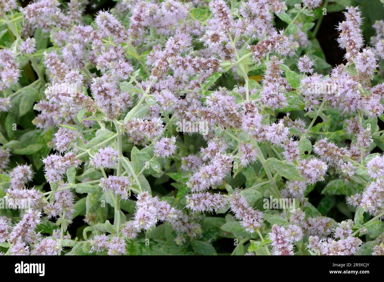 Horse mint (Mentha longifolia Stock Photo Alamy