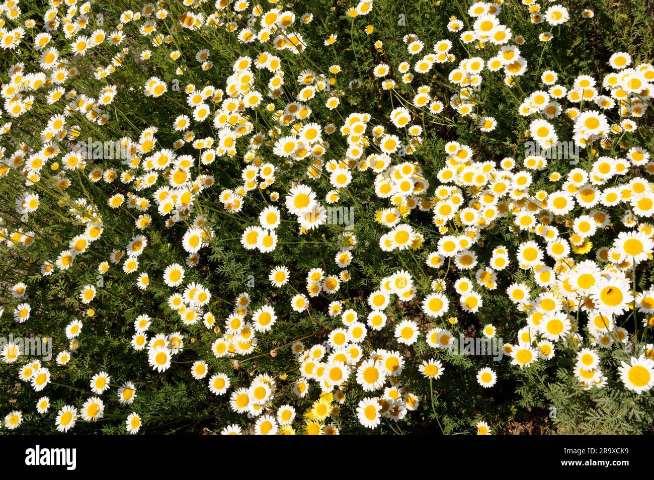 Dalmatian insect flower, pyrethrum (Tanacetum cinerariifolium), insect powder plant Stock Photo