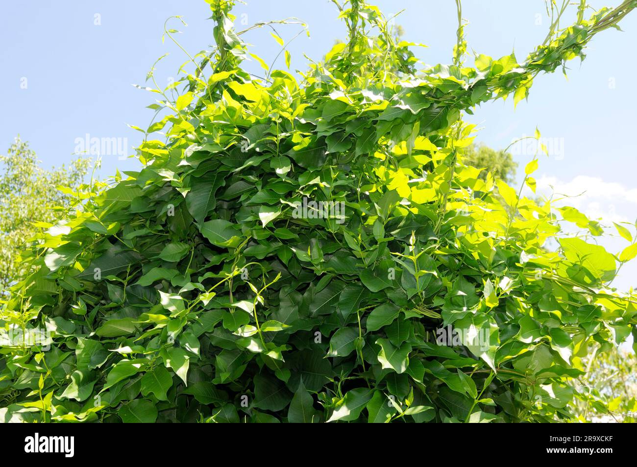Oriental tree sling, Periploca graeca (Periploca graeca), climbing plants Stock Photo
