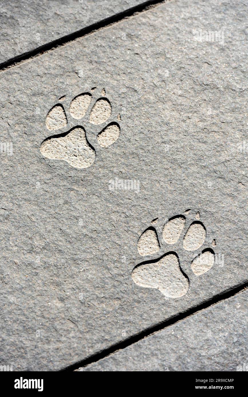 Wolf Paw Print Design
