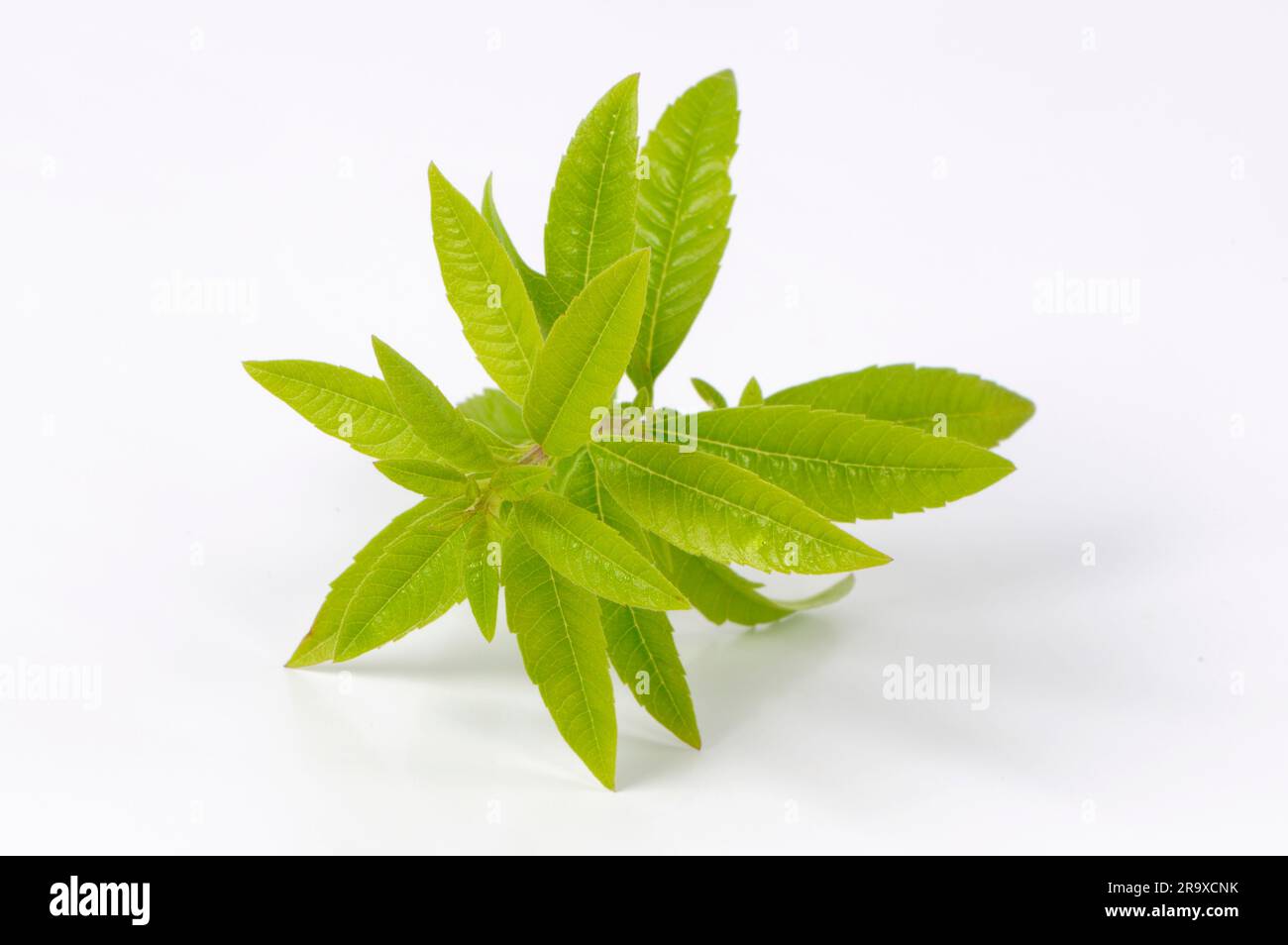 Lemon Verbena (Lippia Citriodora) Organic CO2 Extract – Rising Sun - View #12