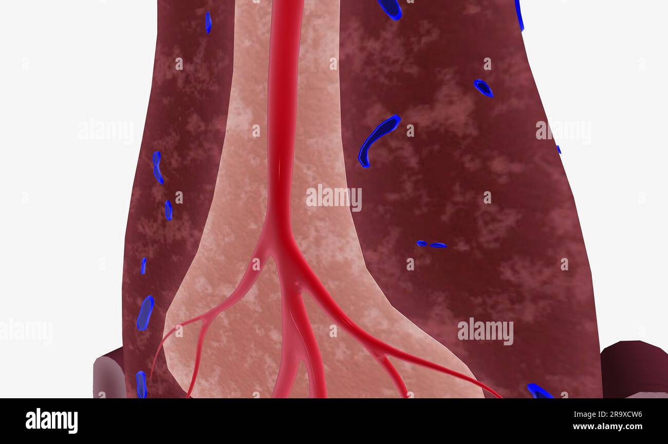 The spleen supports the lymphatic system by filtering blood and
