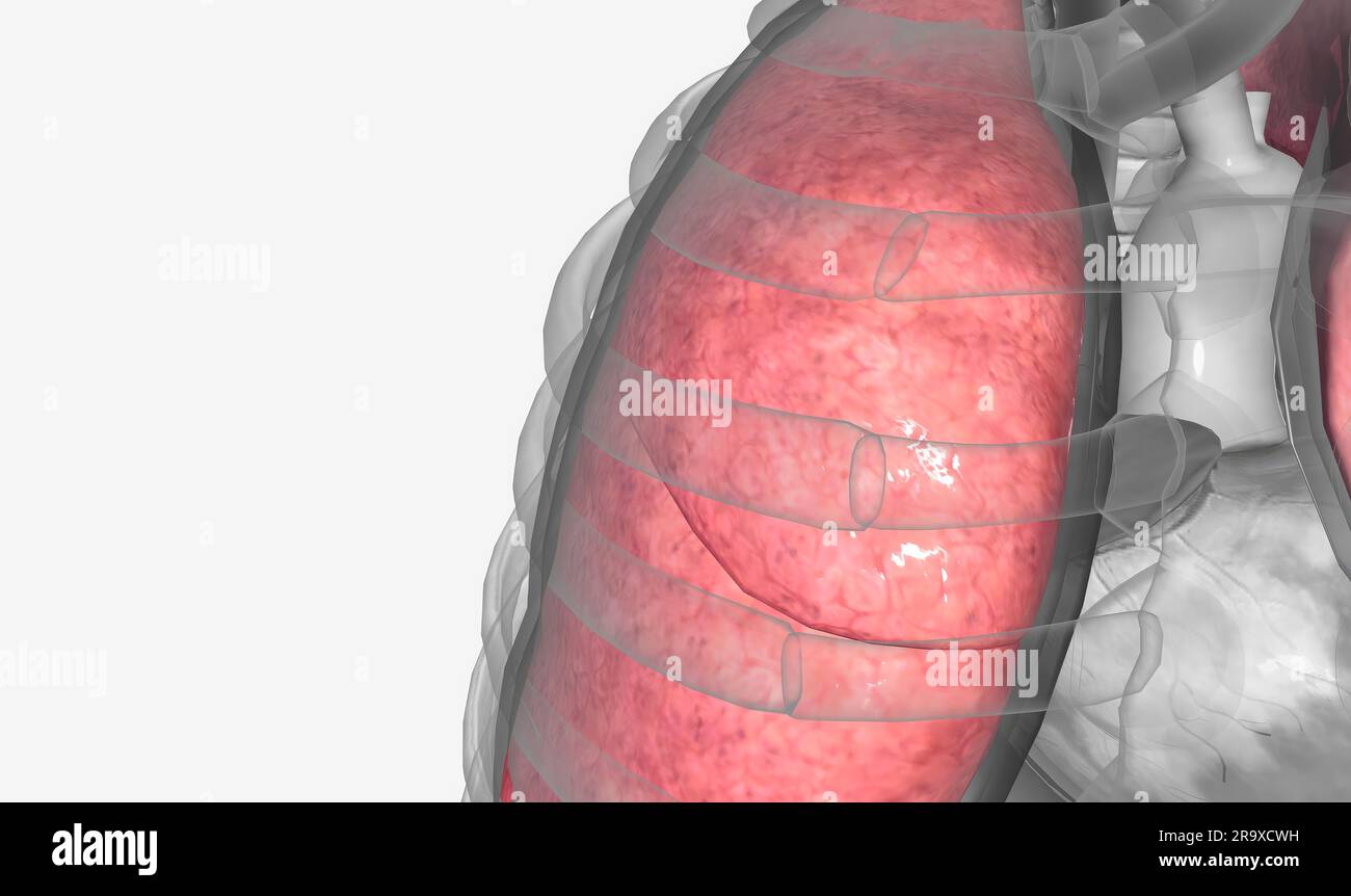 The lungs are a pair of spongelike, expandable organs located within