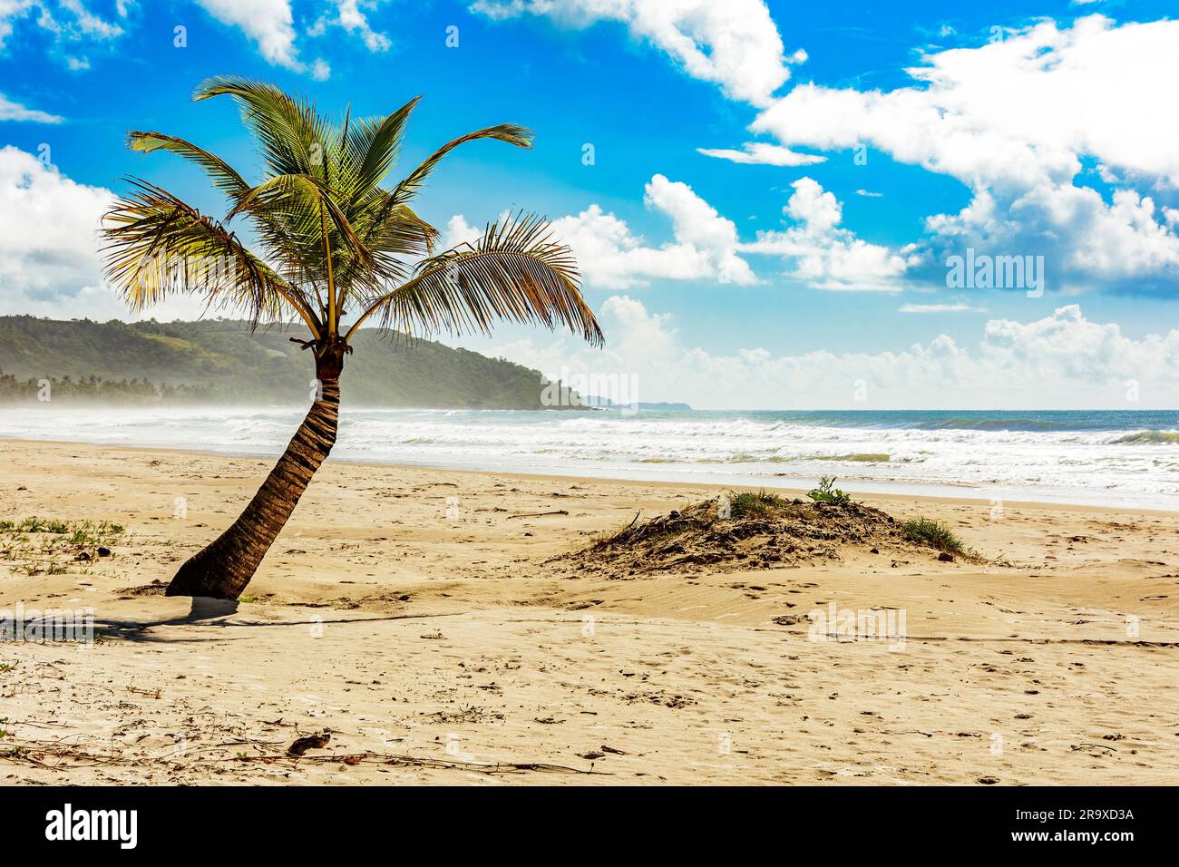 Coconut tree sprouting in the sand with the waves in the background at Pe de Serra beach in Serra Grande on the coast of Bahia Stock Photo