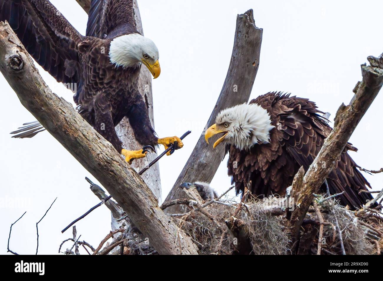 A closeup of two majestic bald eagles perched atop a tree branch in ...