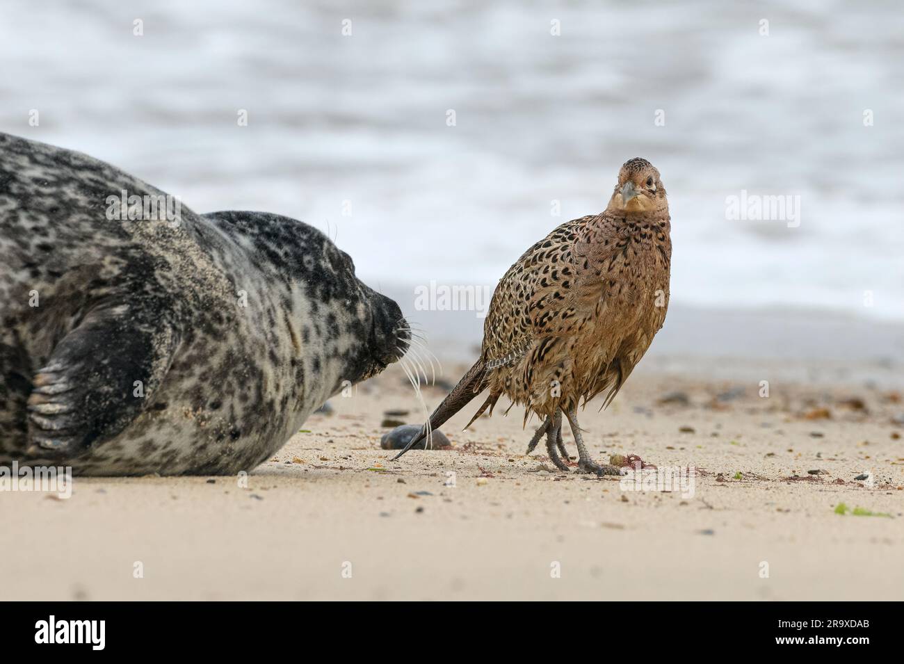 Seal and Pheasant, a female Pheasant walking in front of a Common Seal Stock Photo