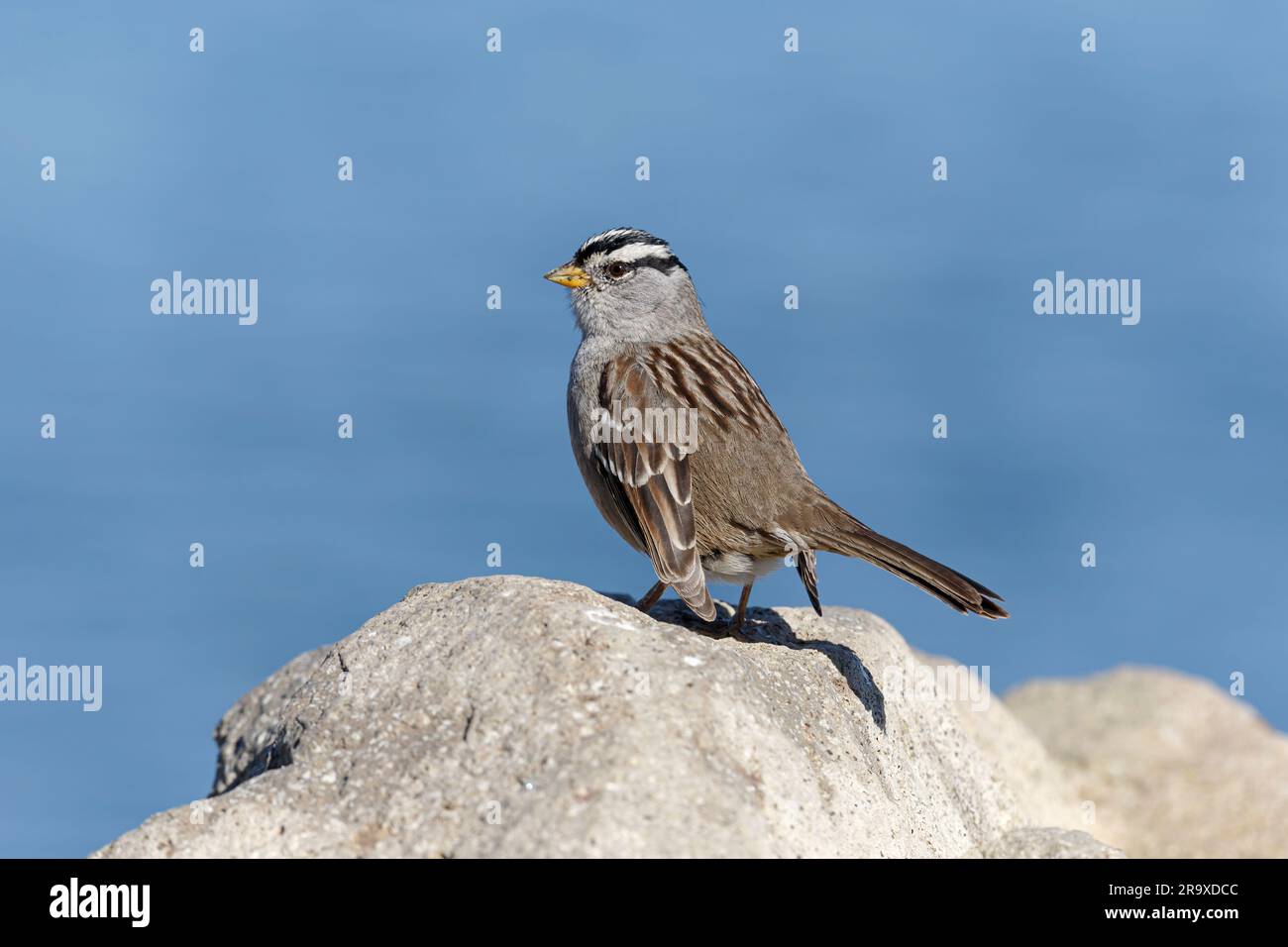 White crowned Sparrow Stock Photo