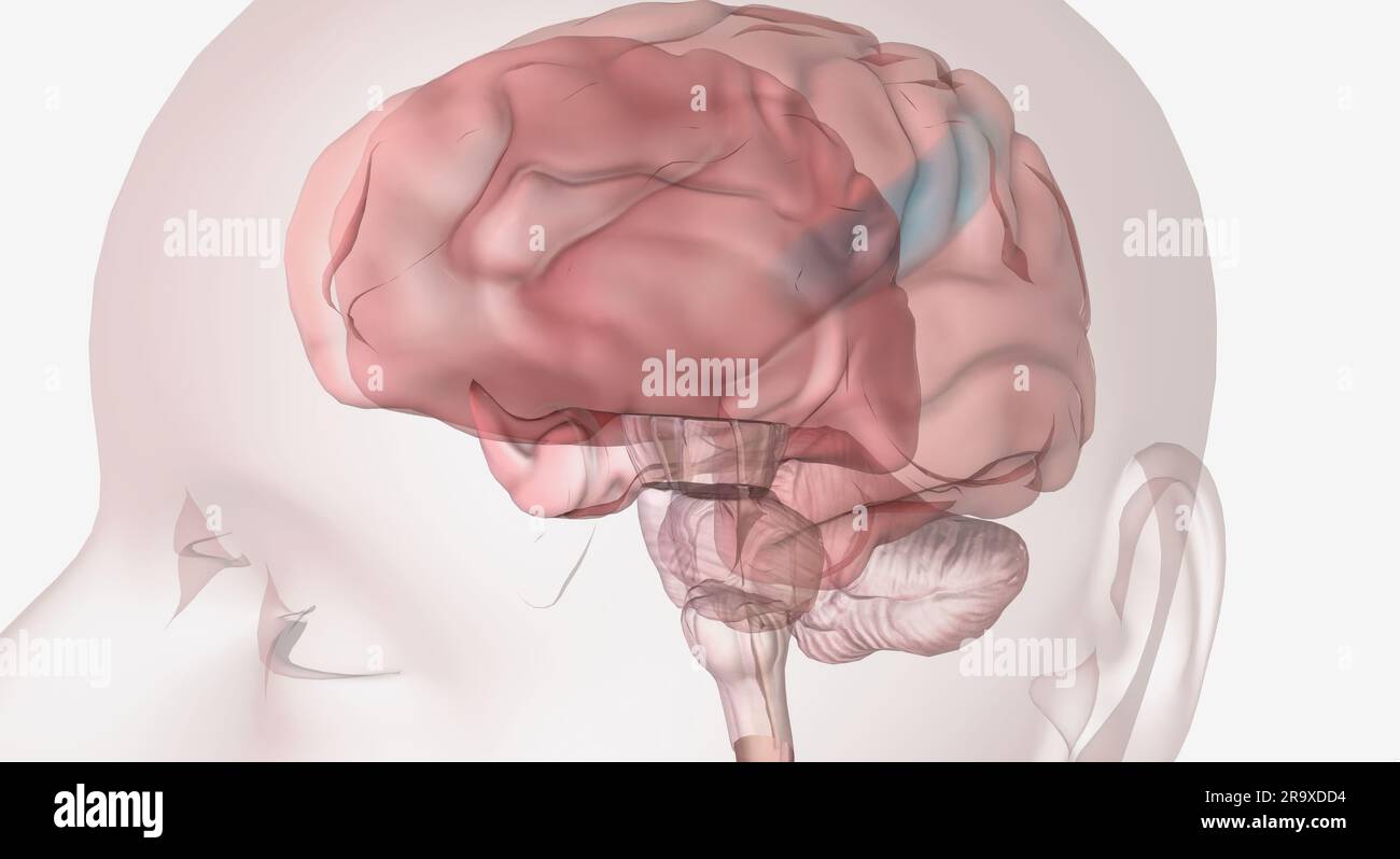 For communication between cells, electrical signals are often converted