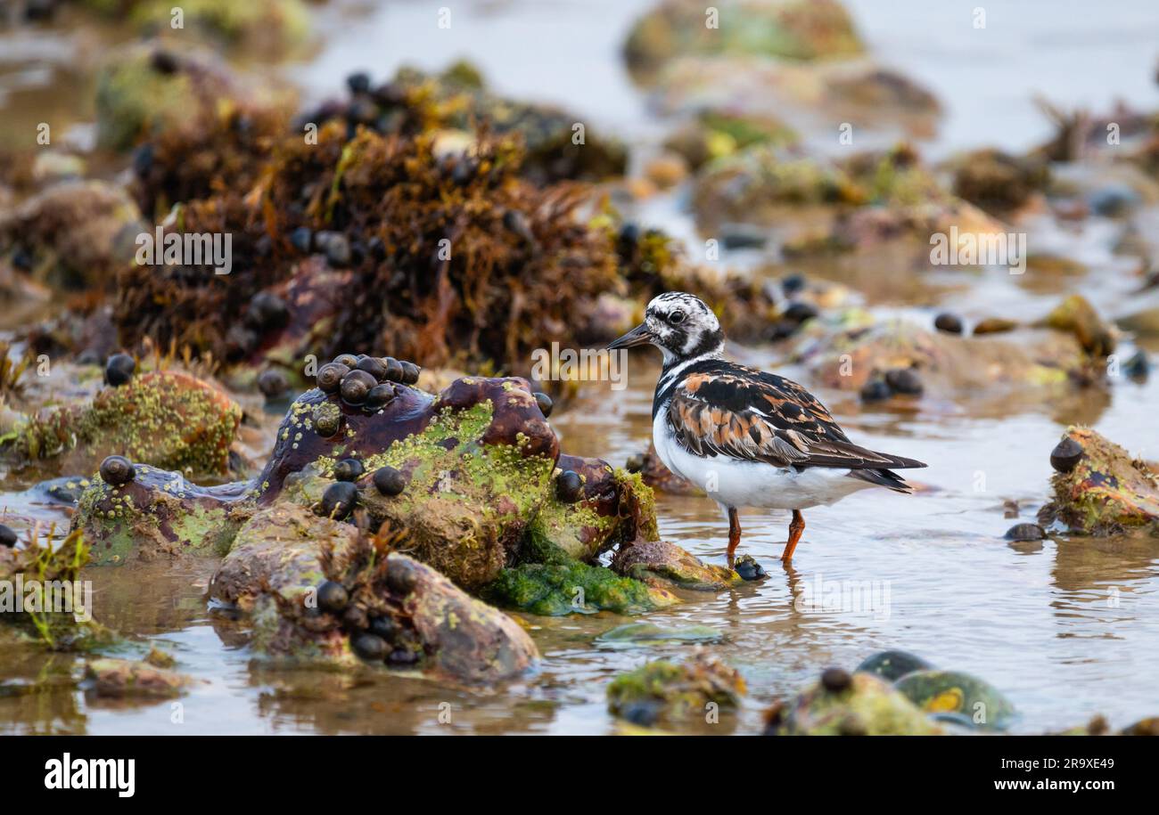 Turnstone bird (Arenaria interpres) standing amongst pebbles and stones on a shingle beach at low tide in England, UK. Stock Photo
