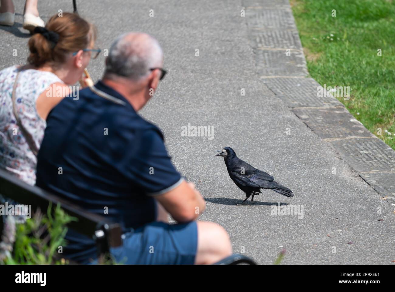 A hungry Rook (Corvus frugilegus) bird waiting for food from people eating while sitting outside on a park bench in Summer, in the UK. Stock Photo