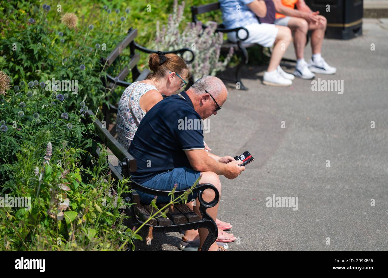 Middle aged couple of people sitting on a bench outside in Summer looking at and using mobile phones / cell phones in England, UK. Stock Photo