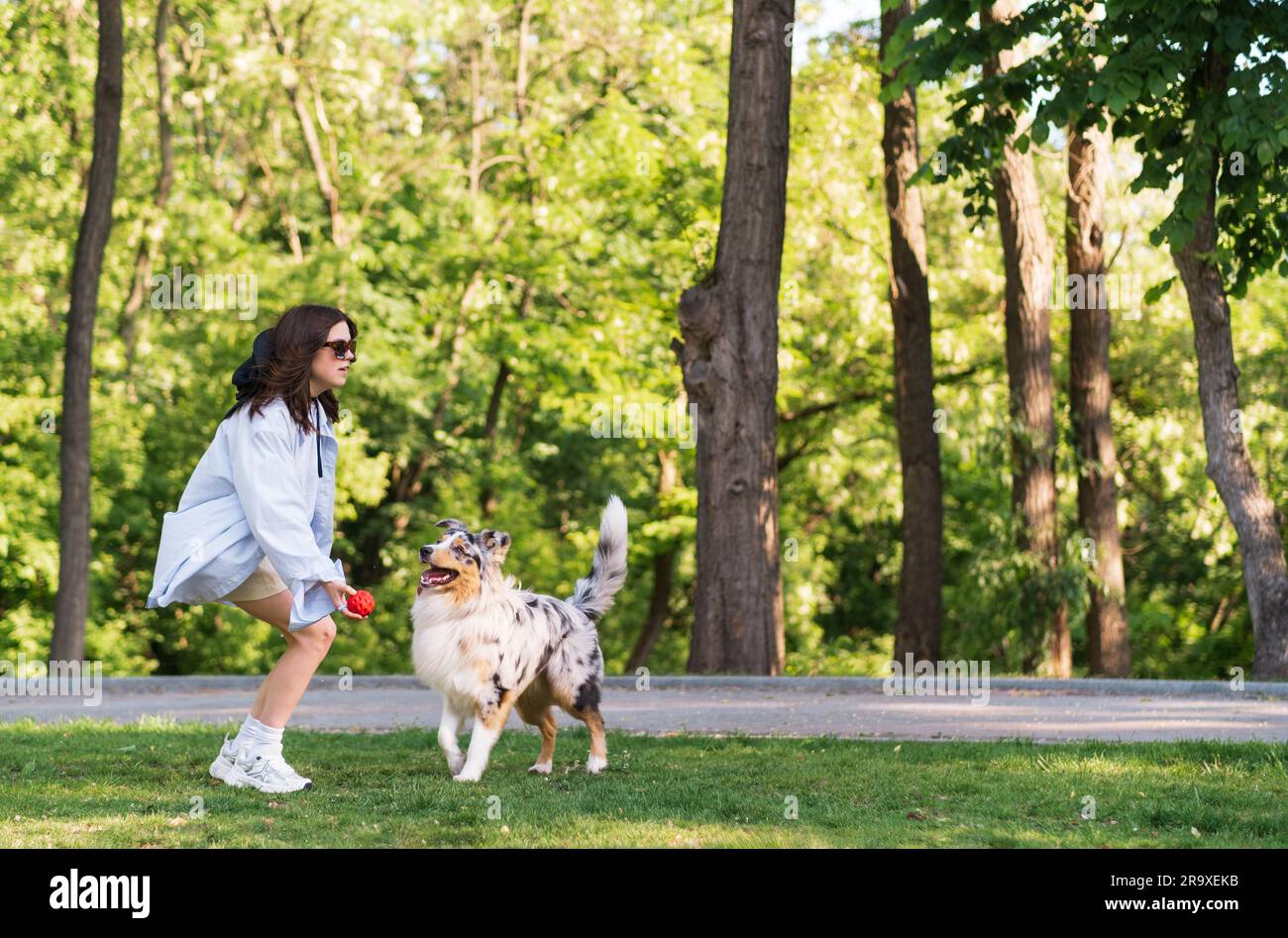 Young woman playing fetch with her aussie shepherd dog in green park. Active lifestyle for an australian collie, playing ball Stock Photo