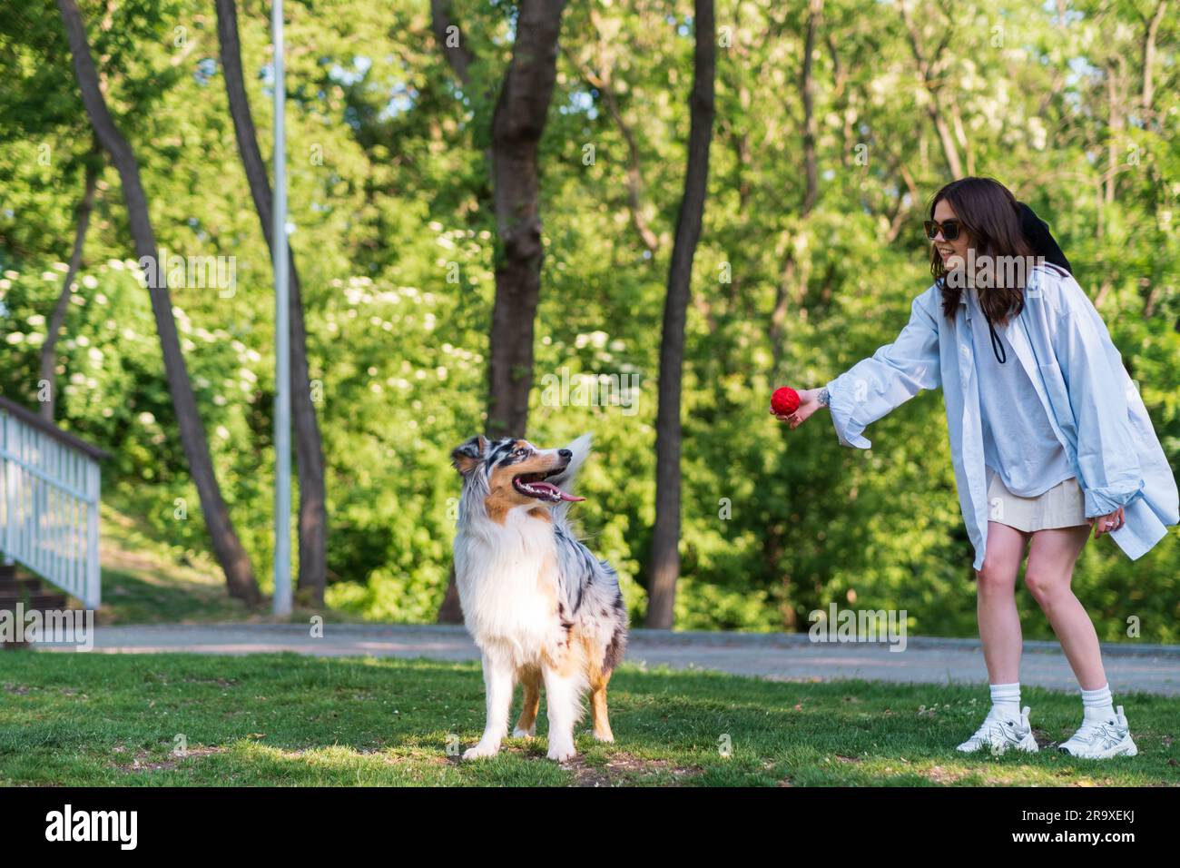 Young woman training her aussie shepherd dog in green park. Active lifestyle for an australian collie, playing fetch on the lawn Stock Photo