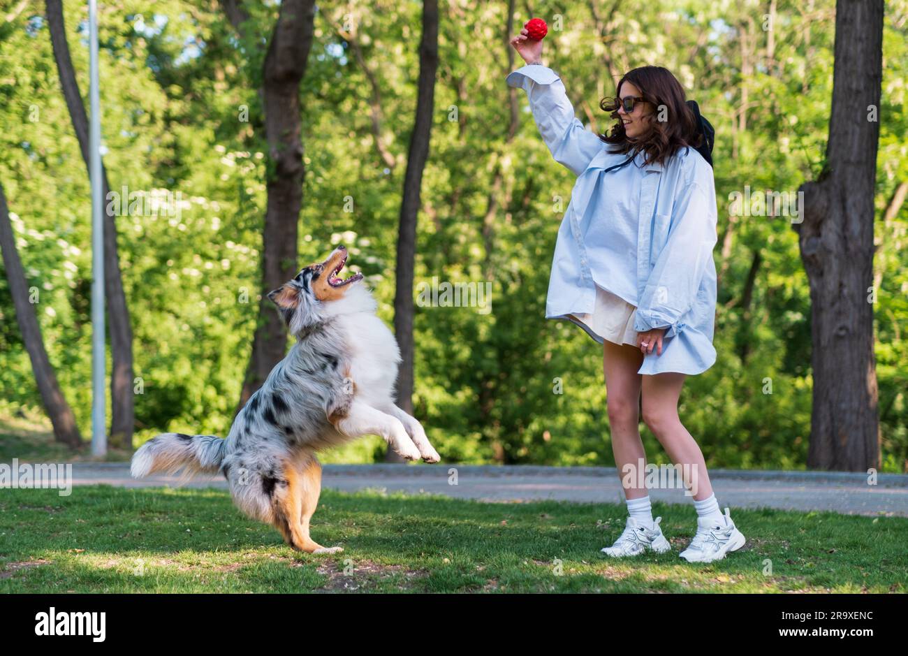 Young woman playing with her aussie shepherd dog in green park. Active lifestyle for an australian collie, playing fetch on the lawn Stock Photo