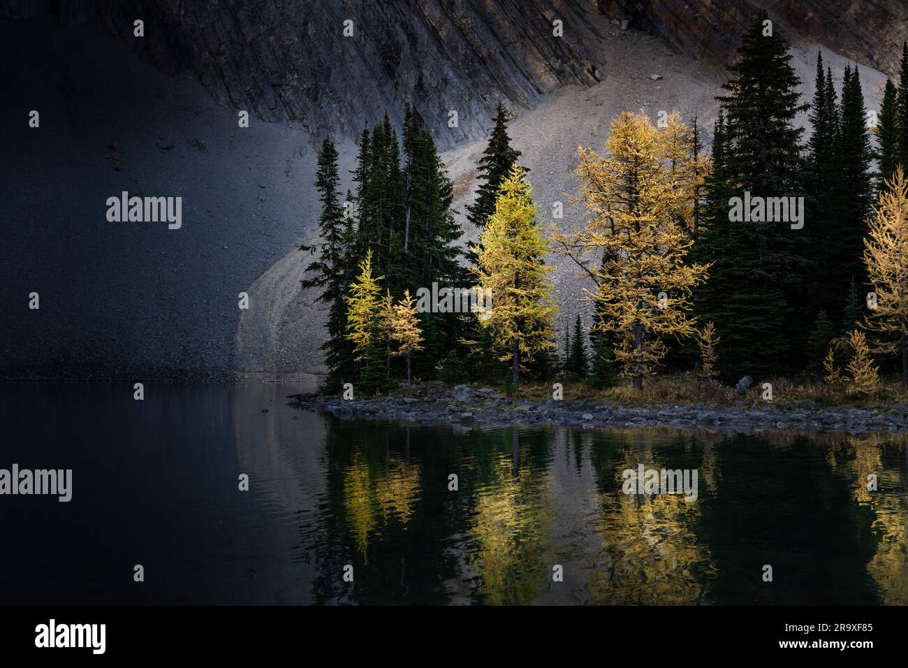 Autumn larch trees in fall colours reflecting on a mountain lake in the Canadian Rocky Mountains near Banff Alberta Canada. Stock Photo
