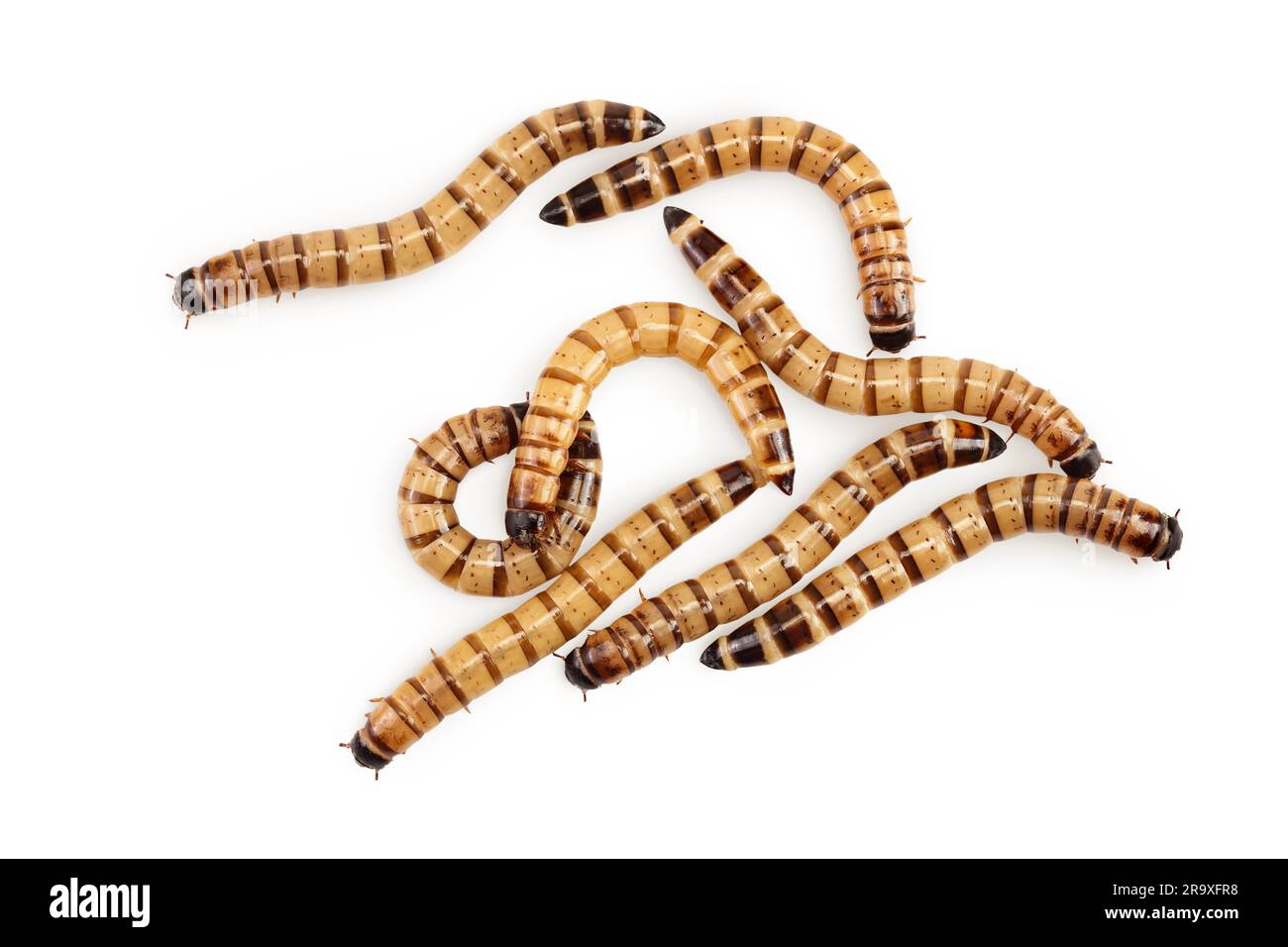 Superworm larvae hires stock photography and images Alamy